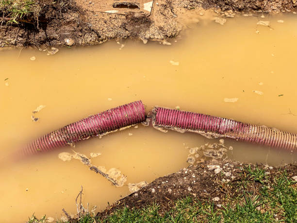 Best Basement water damage restoration  in St David, AZ